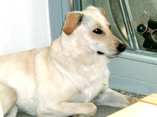 Bailey