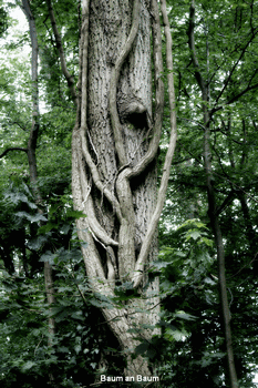 Baum